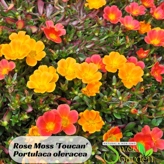 Portulaca 'Toucan' Series Seeds - Moss Rose Seeds - Purslanes Seeds - Heirloom Succulent- Colorful Flowers- Drought Tolerant -B5G1#8164