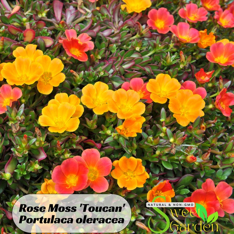 Puede incluir: Primer plano de una mezcla vibrante de flores naranja, amarillas y rojas. Las flores est&aacute;n floreciendo en una planta verde con peque&ntilde;as hojas carnosas. El texto "Rose Moss 'Toucan' Portulaca oleracea" es visible en la parte inferior de la imagen.