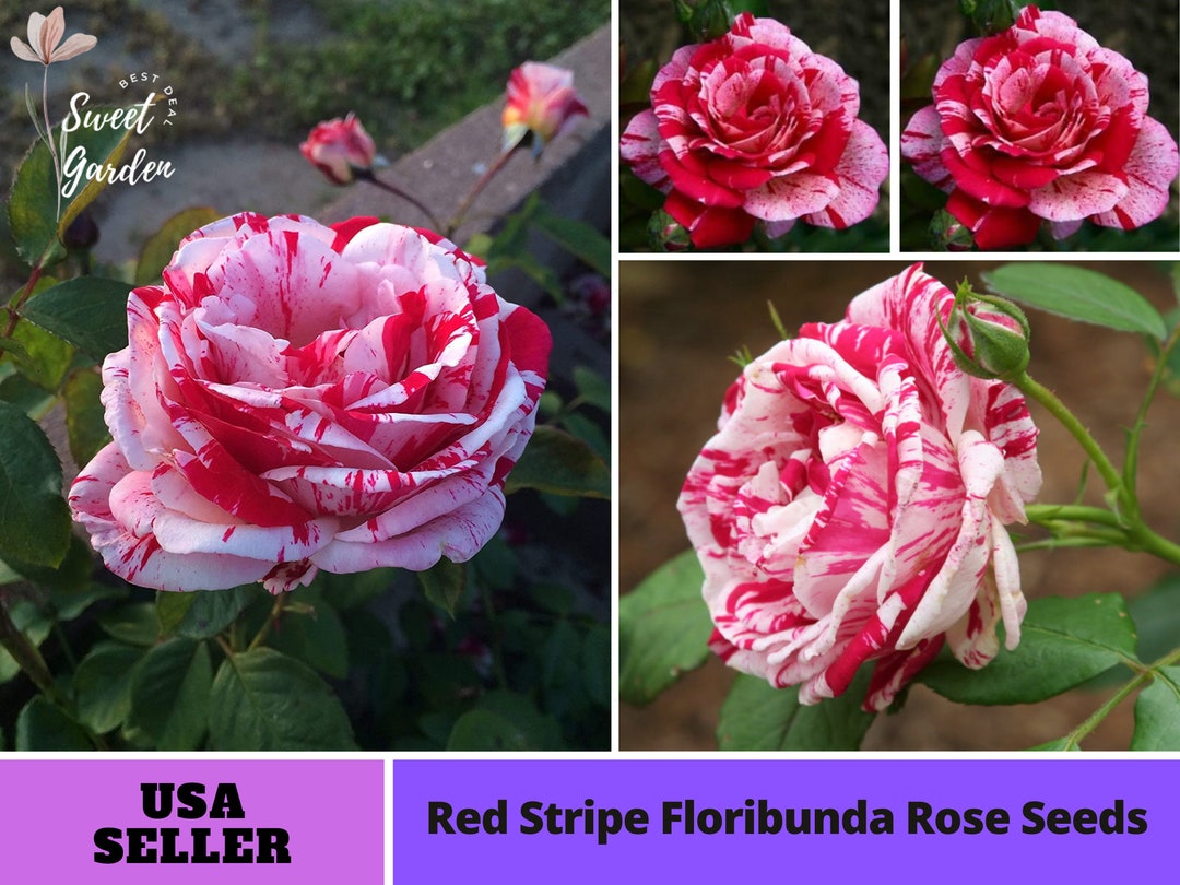 Red Dragon Rose Seedsperennial authentic Seedsflowers organic. Non
