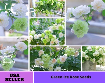 Green Ice Rose Seeds-Perennial -Authentic Seeds-Flowers -Organic. Non GMO-Mix Seeds for Plant-B3G1#1152