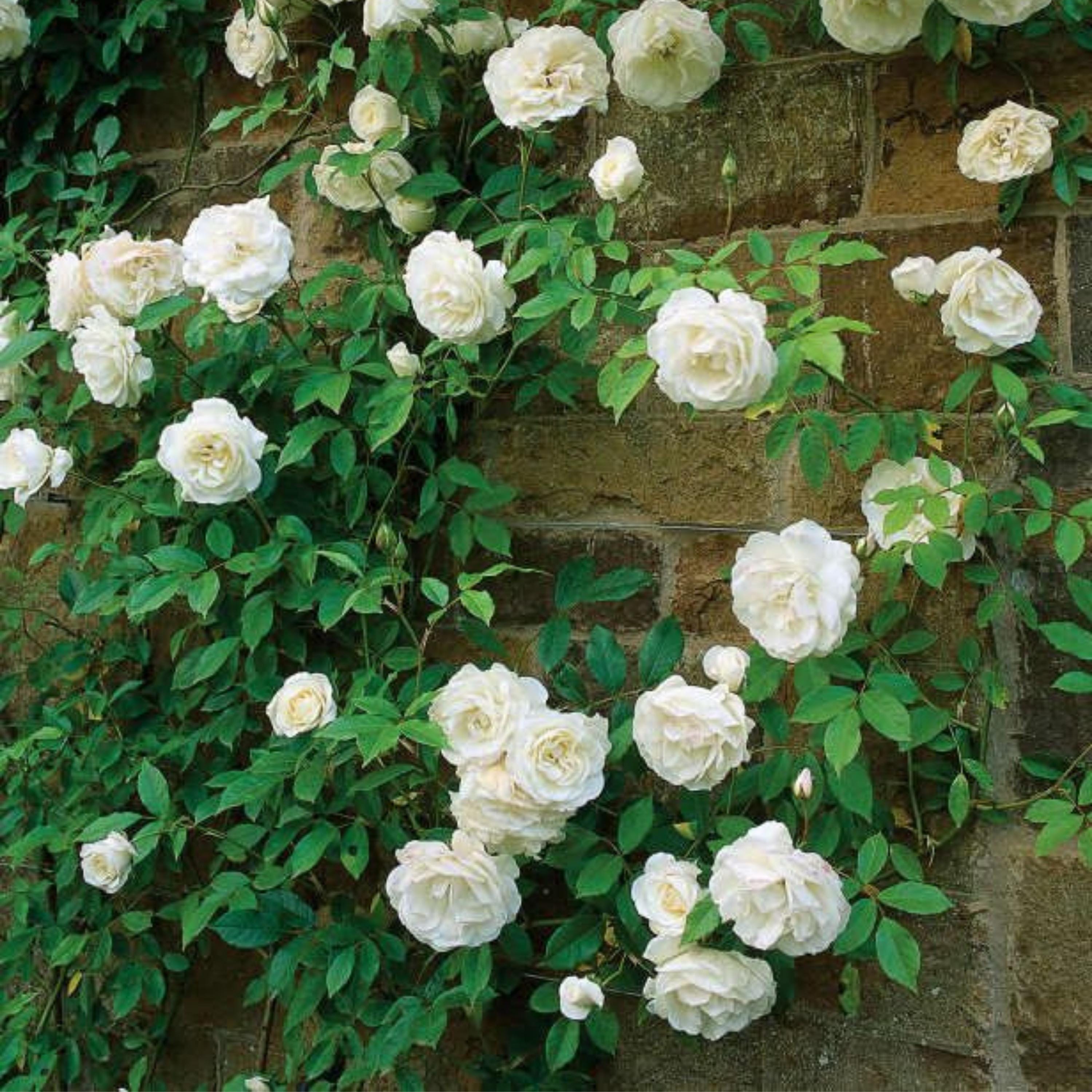 White Rose Blooms Small Garden Stock Photo 2292287677 | Shutterstock, image size:3000x3000
