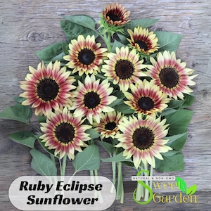 25s|Ruby Eclipse Sunflower Seeds - Helianthus Annuus - Annual - Authentic Seeds - Sunflower Flowers - Easy to plant - Clumping -  #E002