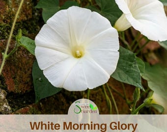 White Morning Glory Seeds – Easy Grow Annual Vine Flower Seeds