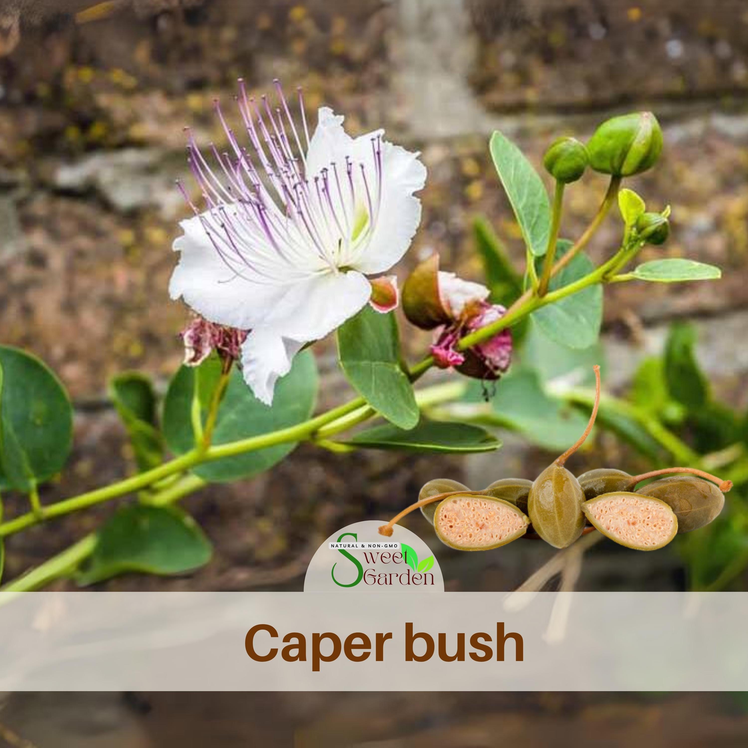 6 Seeds| Capers (Caper Bush) Seeds- Flower~ Vegetable seeds~ Asian Garden~  Herbs ~ Fruit -Authentic Seeds-Flowers - - #6037