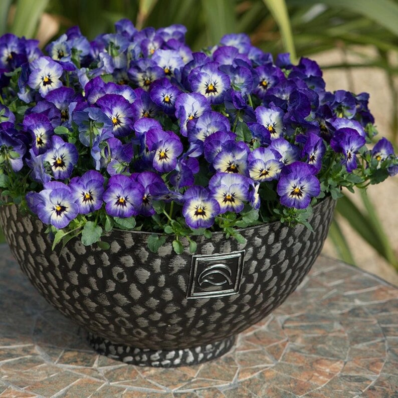 SweetGardenUS Sorbet Viola Seeds