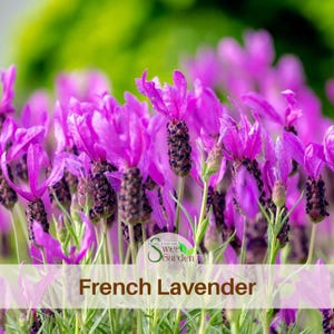 May include: A cluster of vibrant purple French lavender flowers with distinct, upright petal-like bracts atop dark, textured flower spikes. The green stems are slender and upright, set against a soft, out-of-focus green background.