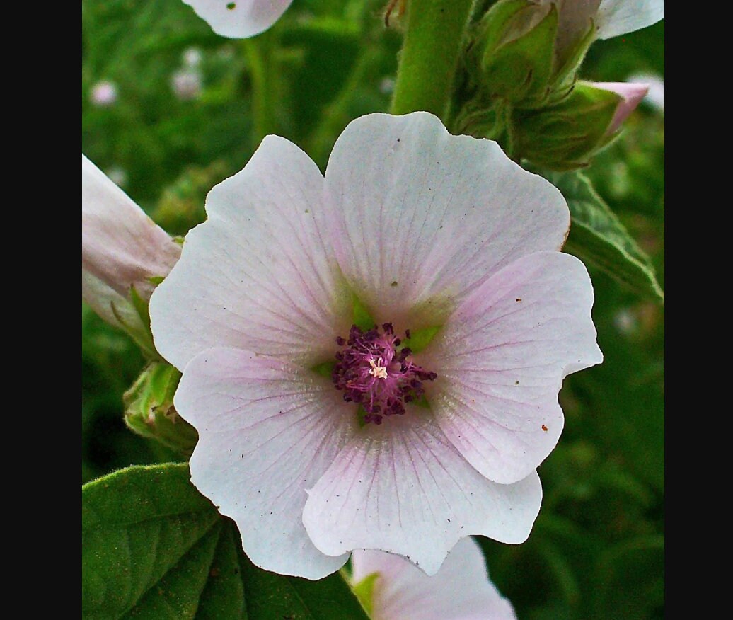 30 Seeds Marshmallow Seeds perennial authentic Etsy