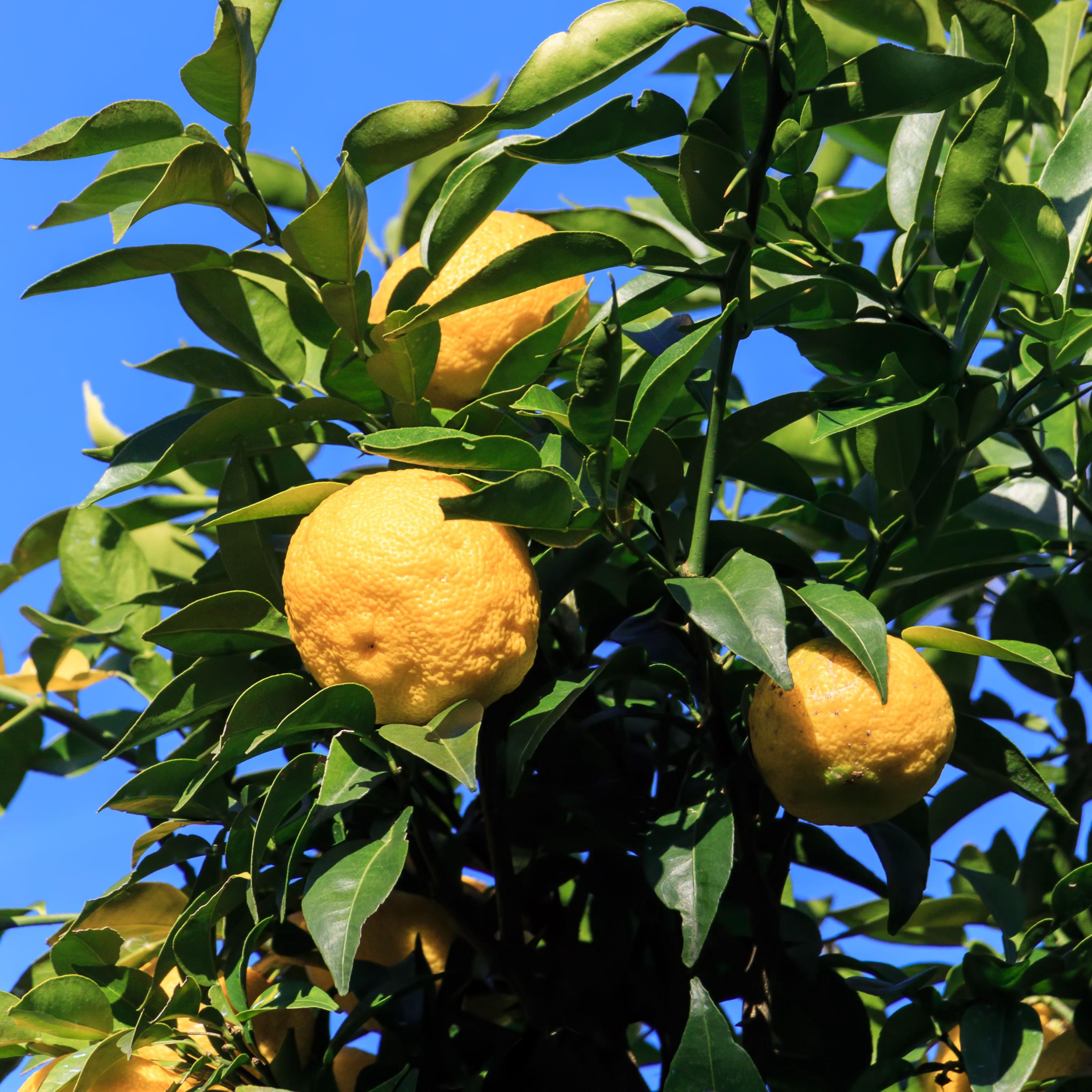 5s| Yuzu Citrus - Fragrant Lemon Seeds - Hardy Tree – Unique Lemon