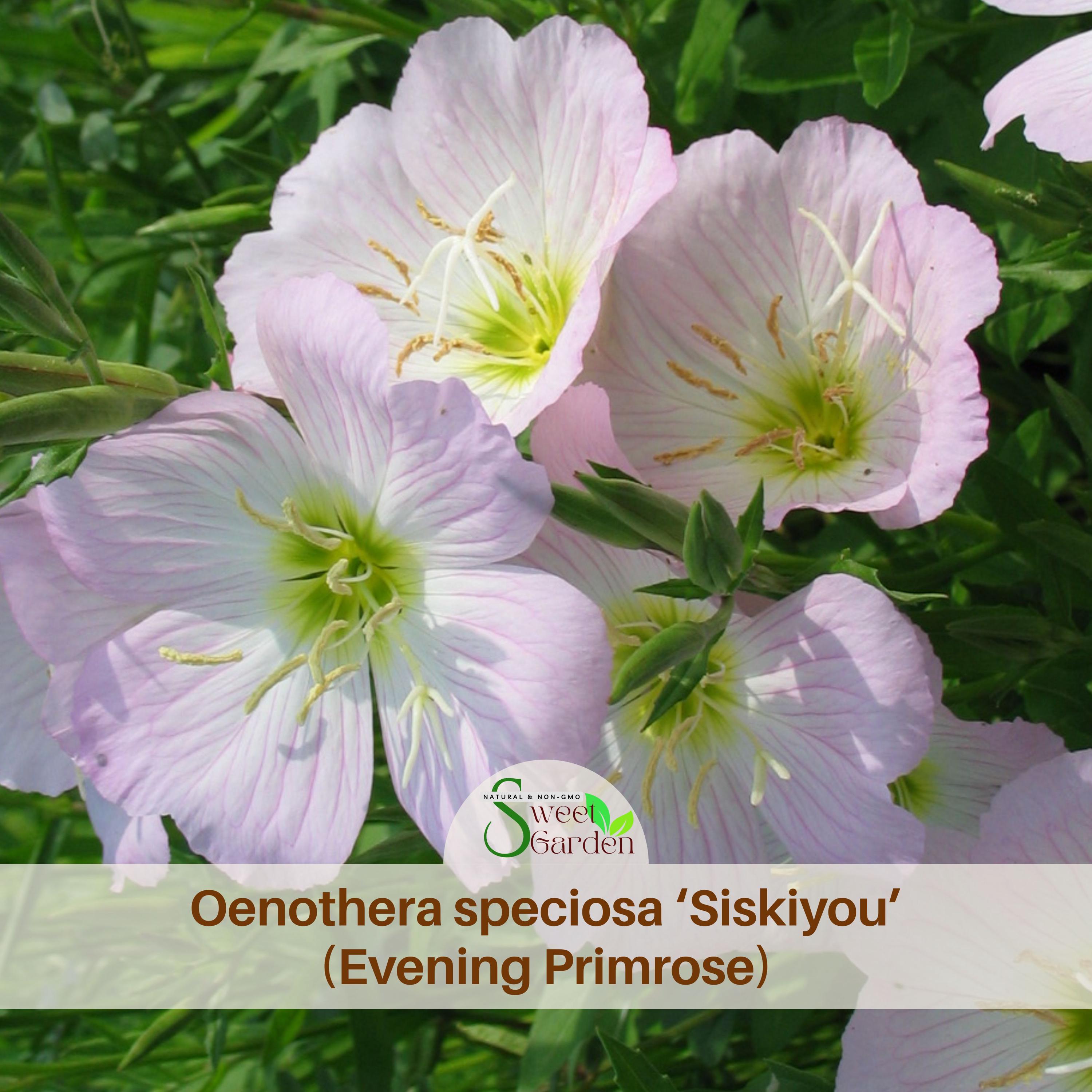 Oenothera Speciosa 'siskiyou' (evening Primrose) Seeds - Suncups