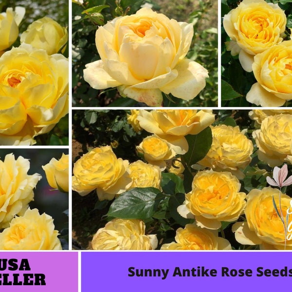 Sunny Antike Rose Seeds-Perennial -Authentic Seeds-Flowers -Organic. Non GMO -Vegetable Seeds-Mix Seeds for Plant-B3G1 #1178