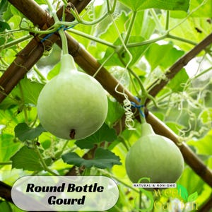 May include: Two round, light green bottle gourds hanging from a bamboo trellis, surrounded by lush green leaves and vines. The image includes the text "Round Bottle Gourd" and "Natural & Non-GMO".