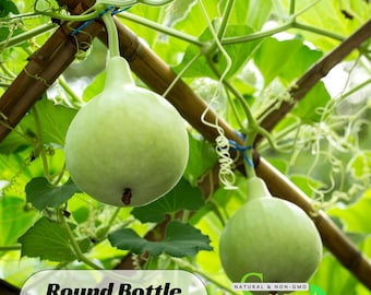 10s| Round Bottle Gourd Seeds – Easy Grow Vegetable – Annual – Organic Heirloom – Edible Vine – High Yield – Lagenaria Siceraria #New 5-7