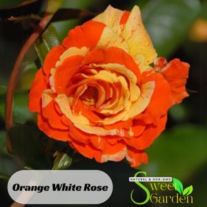 Orange White Rose Seeds  - Perennial - Authentic Seeds - Flowers - Easy To Grow - Climbing - shrubs - Rose Garden - B3G1#1054