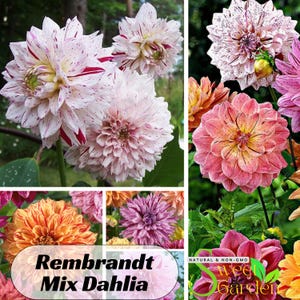 Rembrandt Dahlia Mixture Seeds - Perennial - Authentic Seeds - Clumping - Dahlia Garden - Summer Blooming - Easy To Grow #D044