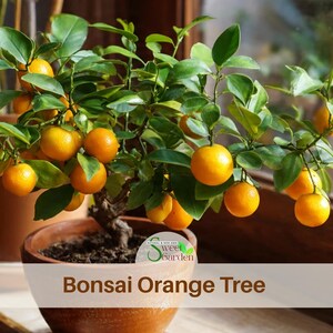 Orange Bonsai Tree - Etsy