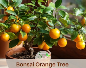 10 seeds| Bonsai Orange Tree Seeds-Perennial -Authentic Seeds-Flowers -. Non GMO -Vegetable Seeds-Mix Seeds for Plant- #5005