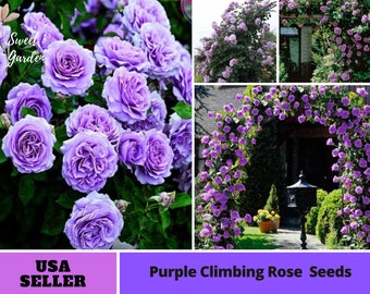 Purple Climbing Rose Seeds-Perennial -Authentic Seeds-Flowers -Organic. Non GMO -Vegetable Seeds-Mix Seeds for Plant-B3G1#1075