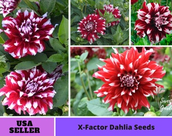 X-Factor Dahlia  Perennial Seeds - [Flower Seeds, Herb Seeds, Fruit Seeds, GMO Free, Easy to Plant, B3G1, Authentic]#D088