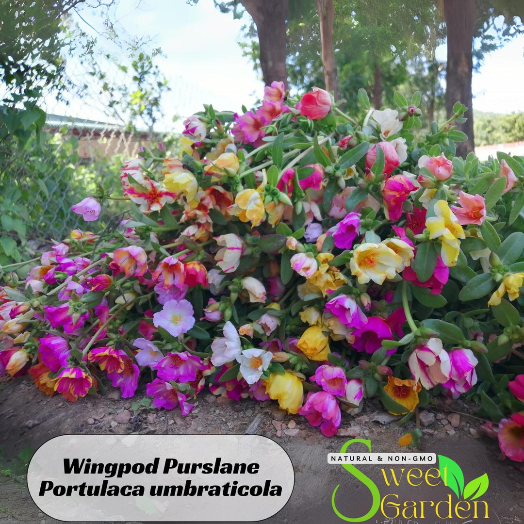 Wingpod Purslane Portulaca Umbraticola Seeds - Moss Rose Seeds ...