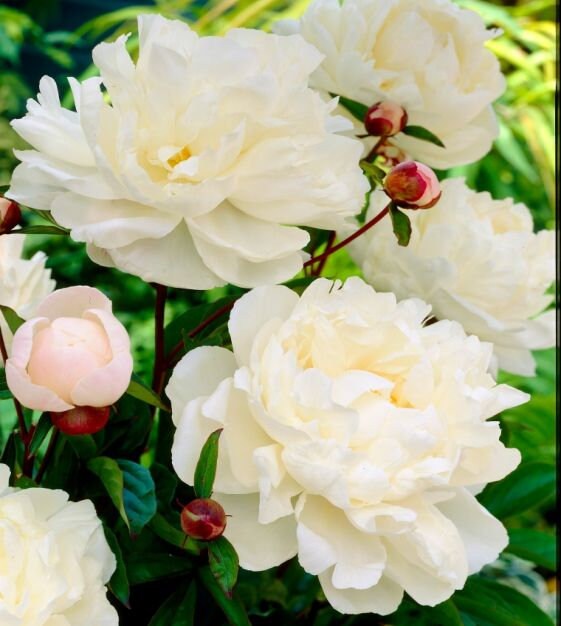 10 Seeds Gardenia Peony Flower Seeds B045 flower Seeds - Etsy