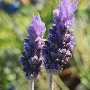 May include: Two stalks of lavender flowers featuring vibrant purple petals and small, textured buds. The flower heads are elongated and dense, with a soft, fuzzy appearance on the stems and calyxes, showcasing natural botanical details.