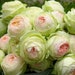 see more listings in the ROSE SEEDS section