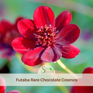 Unique Flowers Seeds - Etsy