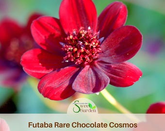 Futaba Chocolate Cosmos Seeds - Annual - Authentic Seeds - Easy Care Flowers - Easy To Grow - Mix Seeds For Plant