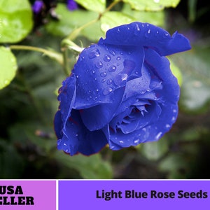 Blue Rose Seeds-Perennial -Authentic Seeds-Flowers -Organic. Non GMO -Vegetable Seeds-Mix Seeds for Plant-B3G1#1119