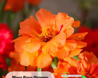 Moss Rose (Portulaca Grandiflora Orange) Seeds - Purslanes Seeds - Heirloom Succulent- Colorful Flowers- Drought Tolerant -B5G1 #8169