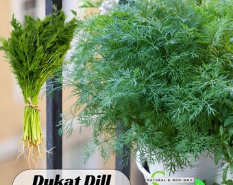 17 Seeds| Dukat Dill Herb Seeds- ~ Herbs - Authentic~ Vegetable ~ Asian Garden~ Fruit Seeds-. Non GMO - #6049