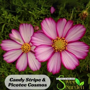 50s|Pink Candy Stripe & Picotee Cosmos Seeds - Annual - Authentic Seeds - Easy Care Flowers - Easy To Grow - Mix Seeds For Plant -  #L009.