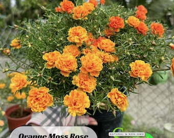 Orange Moss Rose Portulaca grandiflora Seeds -Purslanes Seeds - Heirloom Succulent - Colorful Flowers - B5G1 #8175