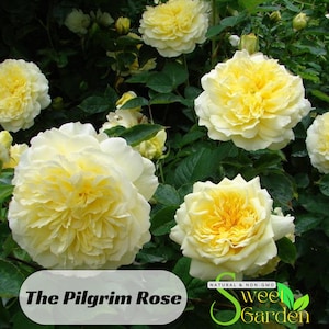 30s|Yellow The Pilgrim Rose Seeds - Perennial - Authentic Seeds - Flowers - Easy To Grow - Climbing - shrubs - Rose Garden #1120