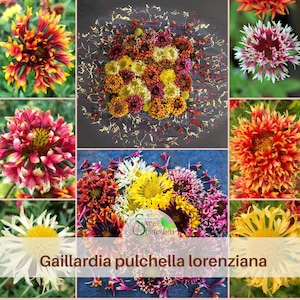 May include: A collage of vibrant Gaillardia pulchella lorenziana flowers in various colors, including red, yellow, and orange. Some blooms are arranged in a central display, while others are presented individually. The image includes the text "Sweet Garden".