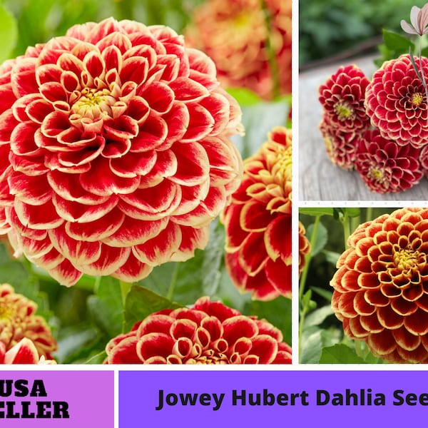 Jowey Hubert Dahlia Seeds-Perennial -Authentic Seeds-Flowers -Organic. Non GMO -Vegetable Seeds-Mix Seeds for Plant-B3G1#D055