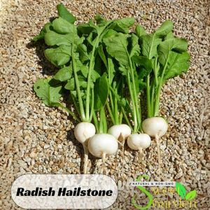 40 Seeds| Radish, Hailstone Seeds -Perennial -Authentic Seeds-Flowers -Organic. Non GMO -Vegetable Seeds-Mix Seeds for Plant-B3G1#7017