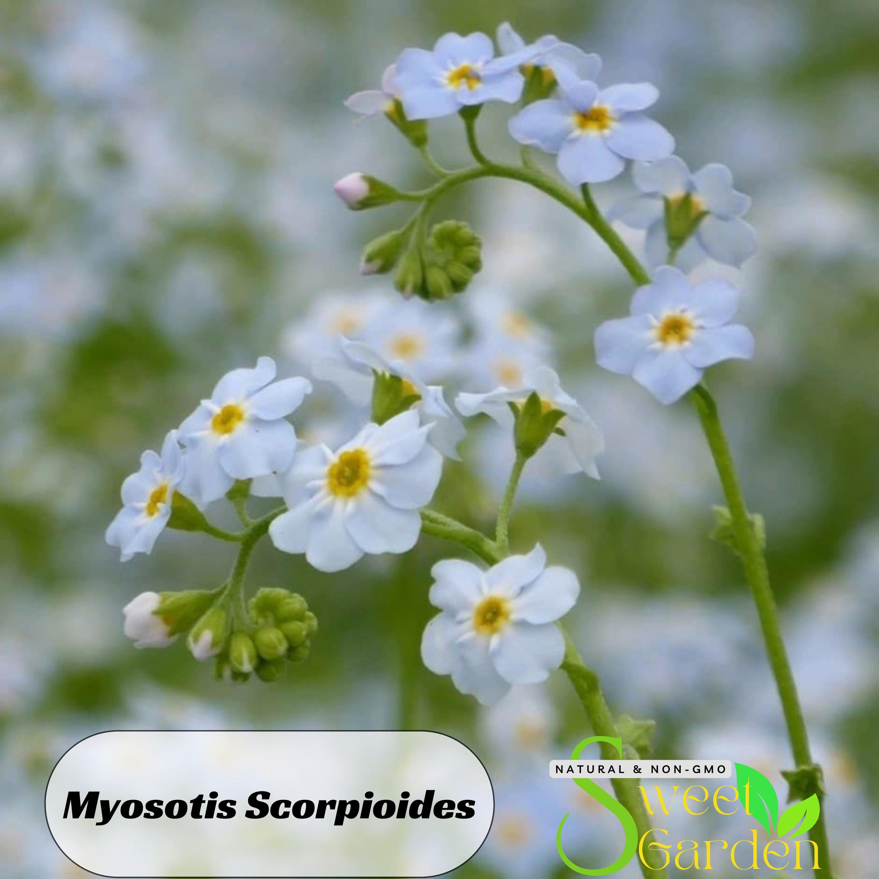 Myosotis Scorpioides (water Forget-me-not) Seeds - Lupinus