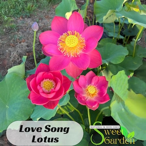 5+ Rare Seeds| Love Song Lotus Seeds - Indian Lotus (Nelumbo Nucifera) Seeds - Flower Seeds - Easy To Grow - Lotus Flower - Lotus Pond #Q033