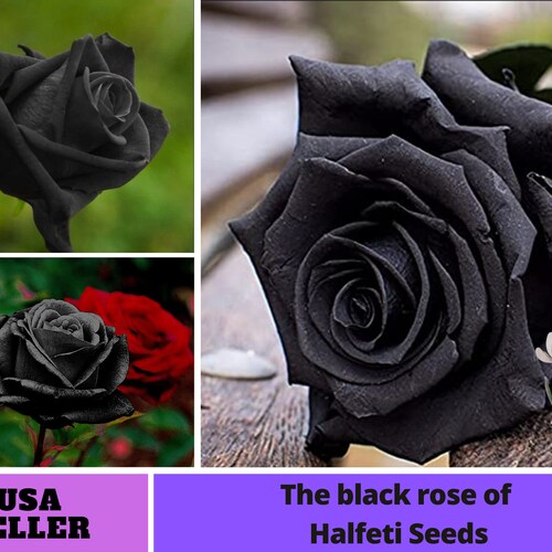 25 Rare Seeds Black Rose Bush Flower to Planting Seedsa052 Etsy