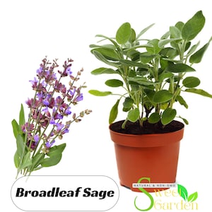 40 Seeds| Broadleaf Sage  Seeds - Perennial -Authentic Seeds-Flowers -Organic. Non GMO -Vegetable Seeds-Mix Seeds for Plant-B3G1#7042