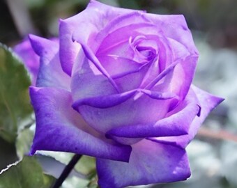ローズページ Purple White Rose Seeds - Perennial - Authentic Seeds