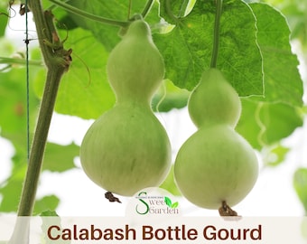 May include: Two light green calabash bottle gourds hanging from a vine with large green leaves. The text "Sweet Garden" and "Calabash Bottle Gourd" is printed at the bottom of the image, featuring a small green leaf icon near the text.