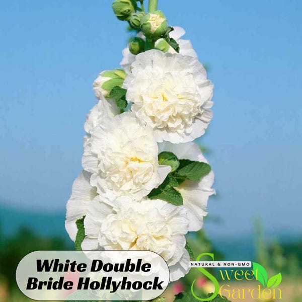 White Double Bride Hollyhock - Perennial -Authentic Seeds -Vegetable Seeds-Mix Seeds for Plant- #8090