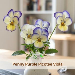 May include: A bouquet of Penny Purple Picotee Viola flowers in a white vase. The petals are cream-colored with purple edges and yellow centers, featuring dark purple veins. The text Sweet Garden and Penny Purple Picotee Viola is visible.