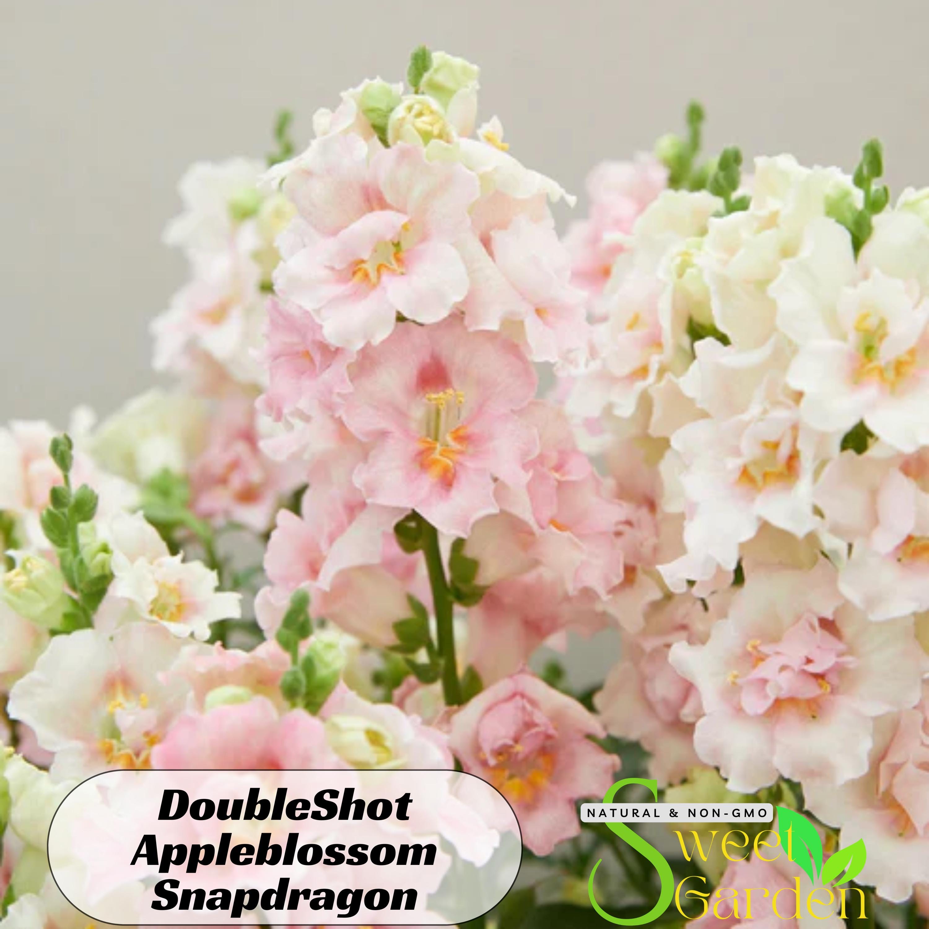 SweetGardenUSA - Etsy