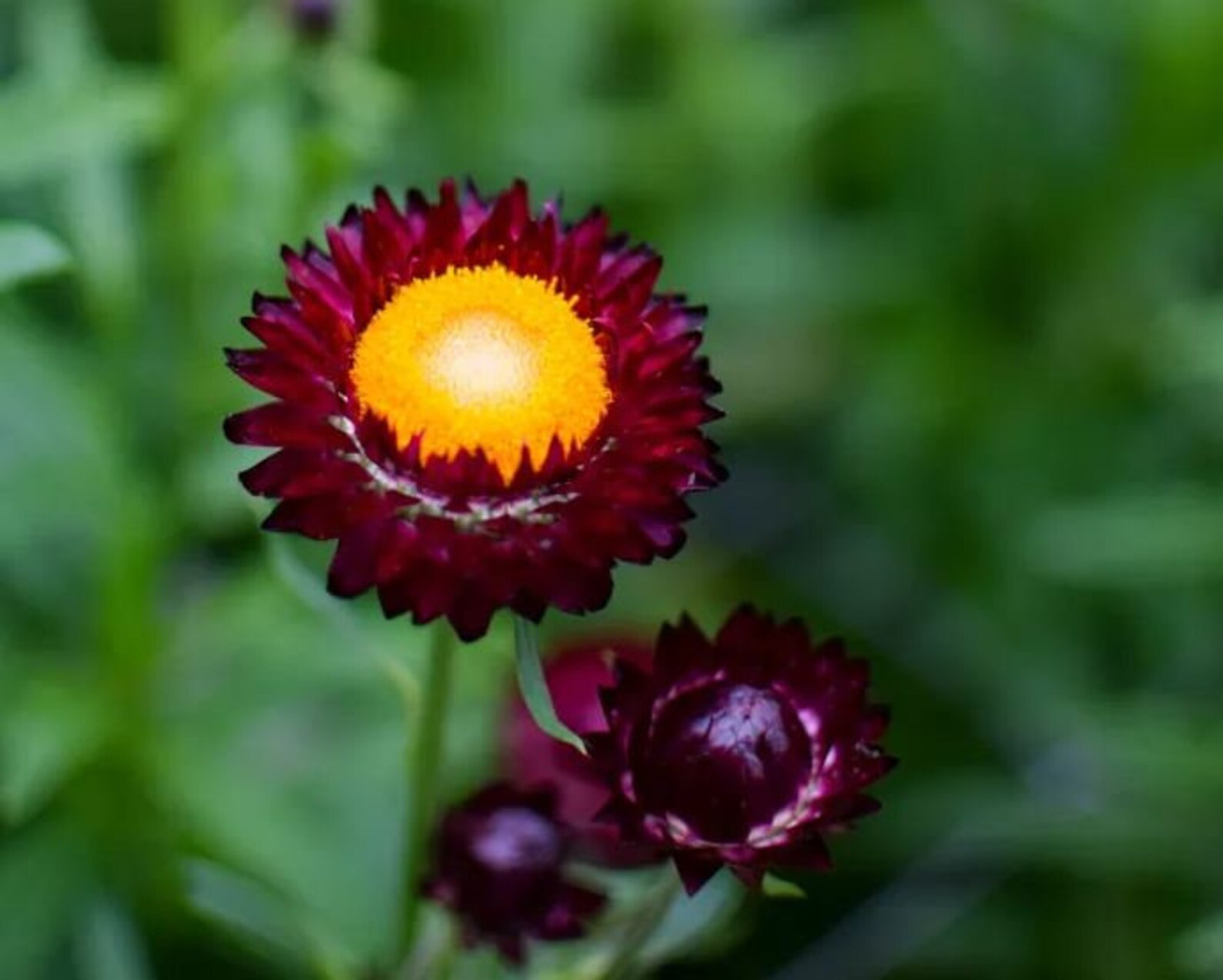 100 Seeds Purple Red Strawflower Seeds perennial authentic Etsy