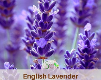 English Lavender Seeds | Heirloom Perennial Flowers (100 Seeds)