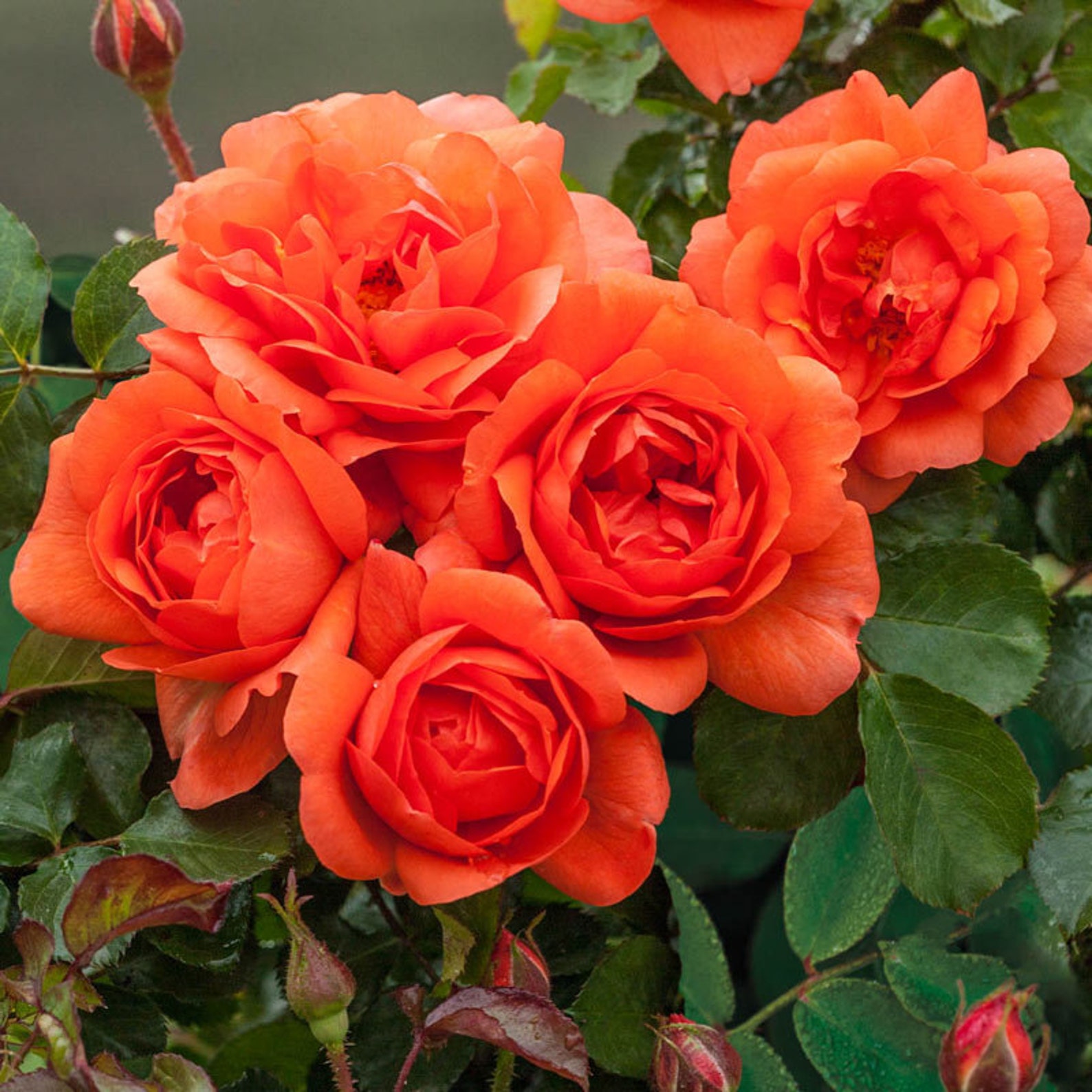 32 Rare Seed Orange Climbing Rose Seeds perennial Etsy