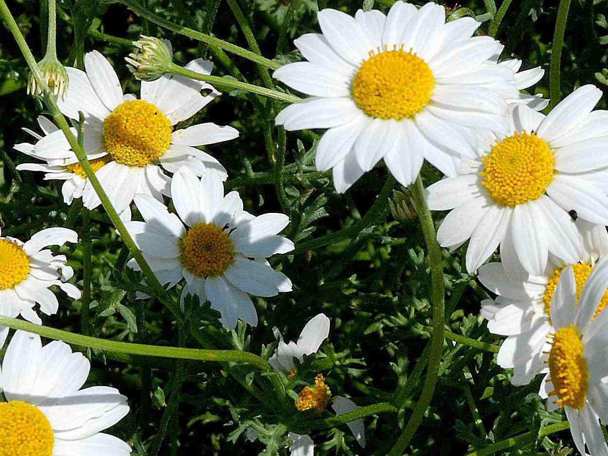 is roman chamomile a perennial